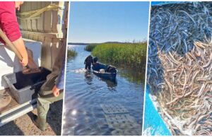 Zarybianie jeziora Wierzchowo