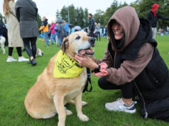 Psie piękności proszone na wybieg