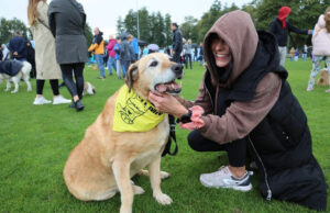 Psie piękności proszone na wybieg