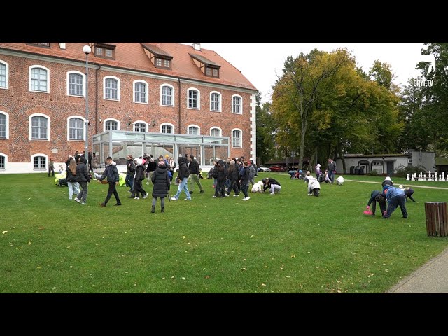 Radomyślańskie Krokusy w Szczecinku