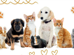 „Z miłości do zwierząt” – program godny pochwały