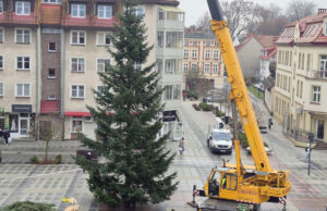 Szczecinecka choinka przyjechała z Drawienia