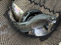 Uczniowie Rolniczka z wizyta w hodowli pstrąga tęczowego