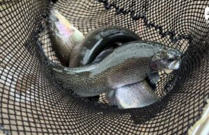 Uczniowie Rolniczka z wizytą w gwdowskiej hodowli pstrąga