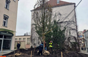 Platan klonolistny już rośnie na placu Wolności