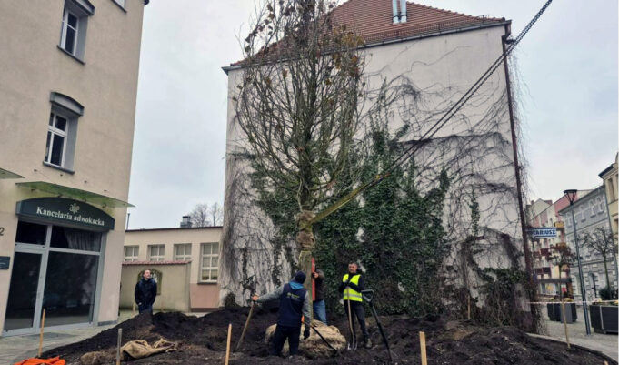 Platan klonolistny już rośnie na placu Wolności