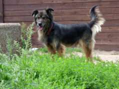 Pozytywna ocena Schroniska dla Zwierząt w Szczecinku