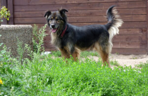 Pozytywna ocena Schroniska dla Zwierząt w Szczecinku