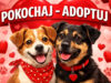 Okaż miłość czworonogom. Pokochaj – adoptuj!
