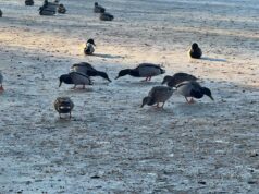 Pamiętajmy o ptakach zimujących na Trzesiecku