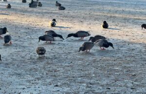 Pamiętajmy o ptakach zimujących na Trzesiecku