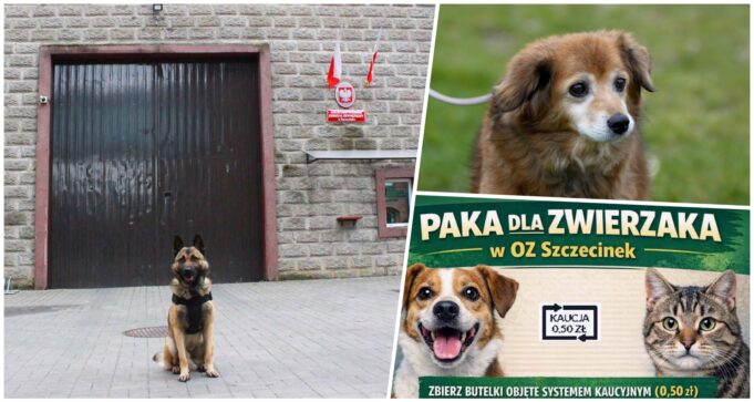 Skazani pomogą czworonogom ze schroniska