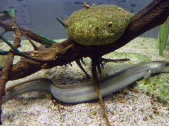 Wierzchowo zostanie zarybione węgorzem