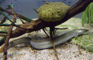 Wierzchowo zostanie zarybione węgorzem