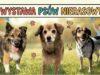 24.05.2026 | III Wystawa Psów Nierasowych | Szczecinek