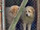 Zawodnicy MMA wspierają Psikątek Tośkowej Ferajny