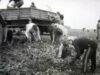 Kartoflany Historyczny Czwartek, czyli szczecineckie wykopki